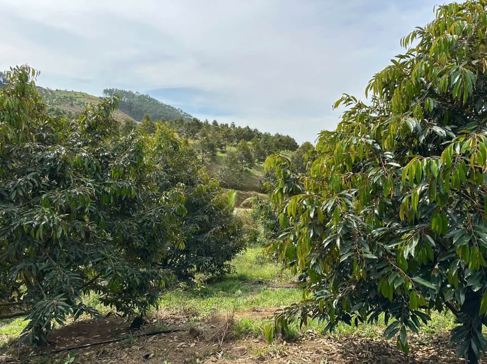 cac cong ty sau rieng da huoai